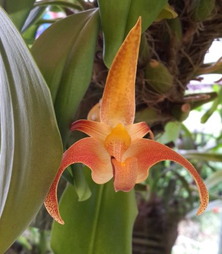 Fresh Genuine Bulbophyllum &#034;polystictum&#034; Orchid (20+ Premium Seeds) WOW, L@@K!!!