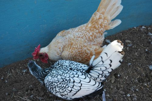 10+ Silver and Buff laced SEBRIGHT fertile bantam chicken Eggs  laying now