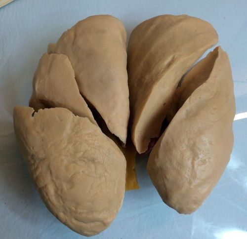 Vintage Nasco Lifeform Anatomical Lungs