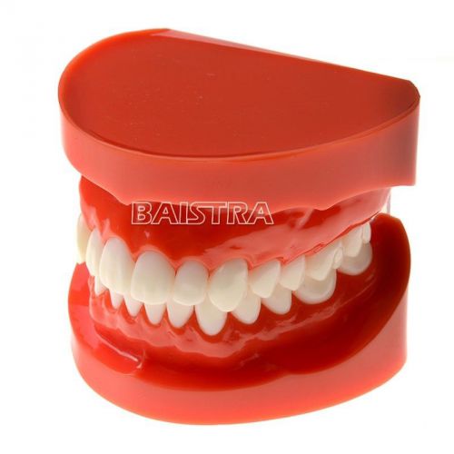 1 Pc Dental Teach Study Typodont Demonstration Adult Standard Teeth Model #7004