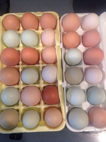 Hatching eggs heritage / olive egger / Easter egger mix 18+ eggs