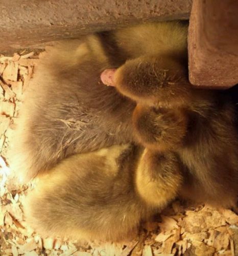 5 goose hatching eggs.