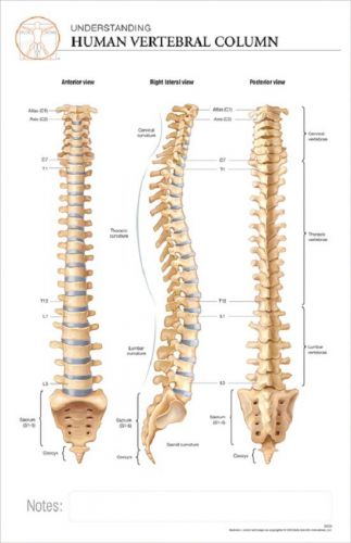 11 x 17 post-it anatomical chart:human vertebral column for sale