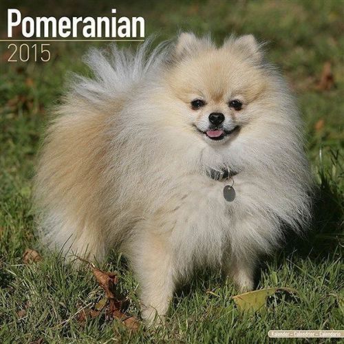 NEW 2015 Pomeranian Wall Calendar by Avonside- Free Priority Shipping!
