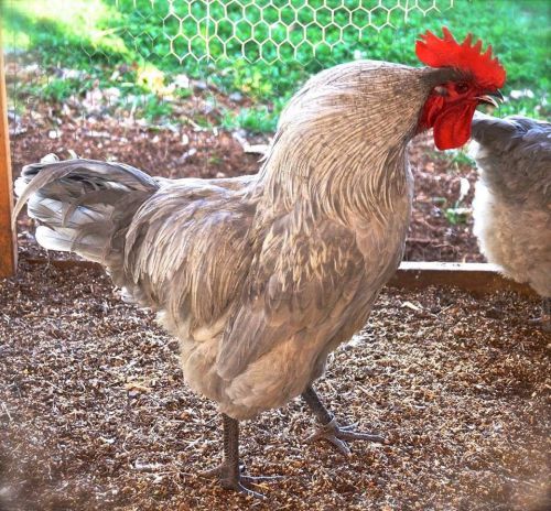 8+ Lavender Orpington Hatching Eggs English/American Lines. NPIP! 1st Time Offer