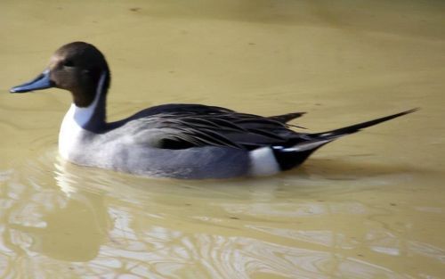 4 pintail Duck Hatching eggs  pre sale