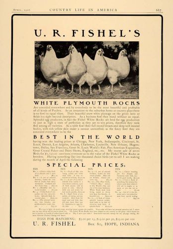 1906 Ad U.R. Fishel&#039;s White Plymouth Rocks Egg Chickens - ORIGINAL CL6