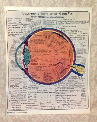 Vintage Colorful Diagrammatic sketch of human eye chart poster