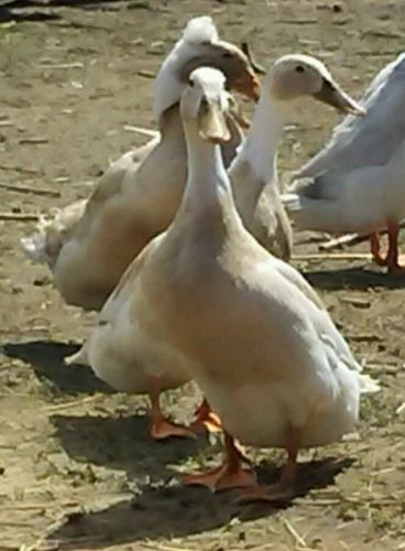 5+ fertile Fawn and White Indian Runner Duck hatching eggs chicken fertile