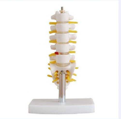 Human 1:1 Size Lumbar Vertebrae Set (3pcs) Joint Bone Simulation Model Medical