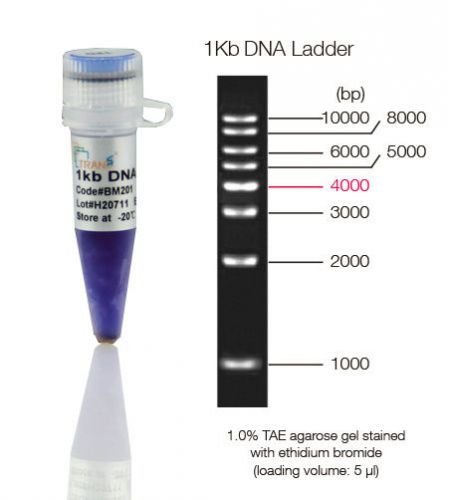 1 kb dna ladder for gel electrophoresis, laboratory, ready-to-use, 5 x 500ul for sale