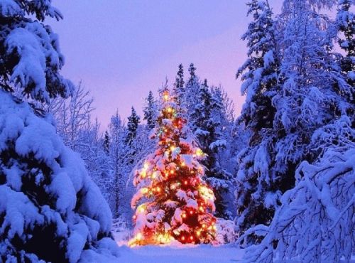 30 Personalized Return Address Labels Christmas Tree Buy 3 get 1 free (cs6)