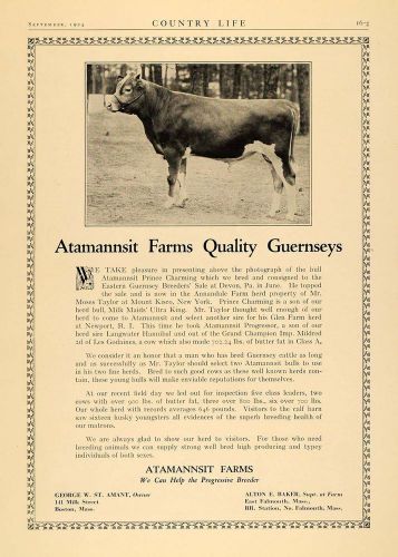 1924 ad atamannsit farms eastern guernsey breeder bull - original cl6 for sale