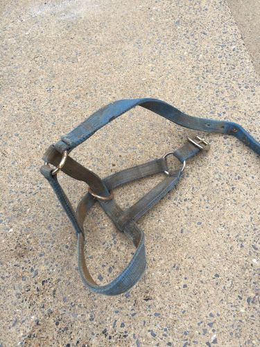 Used Cow Halter
