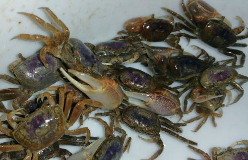 12 -Live salt/brackish fiddler crabs for bait 1 dozen