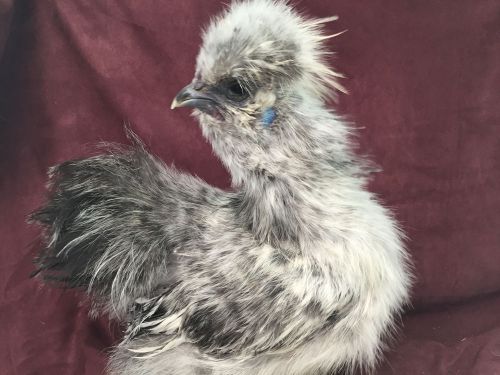 10+ Bearded Silkie Hatching Eggs Assorted Colors  &#034;NPIP&#034;