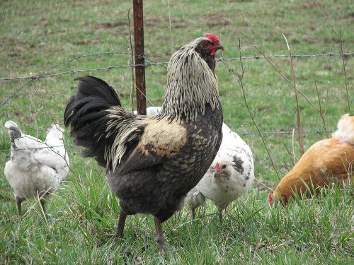15 Quality Barnyard Mix Various Hatching Chicken Eggs