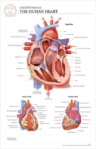 11 x 17 post-it anatomical chart: human heart for sale
