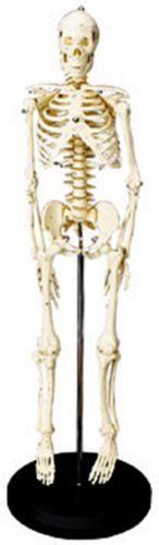 Educational Insights Human Skeleton Model