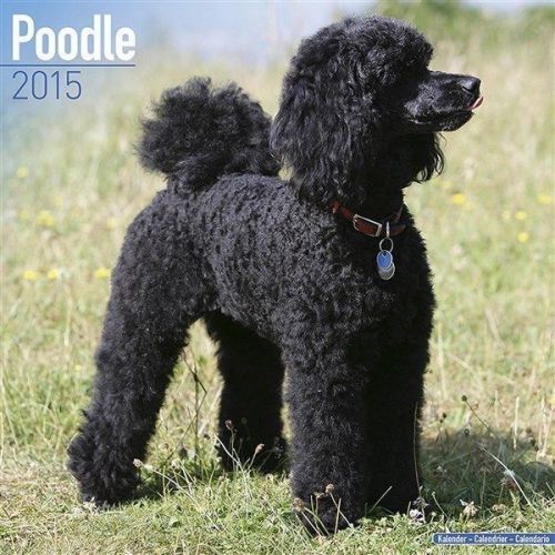 NEW 2015 Poodle Wall Calendar by Avonside- Free Priority Shipping!