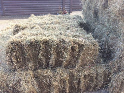 Hay 200 bales available