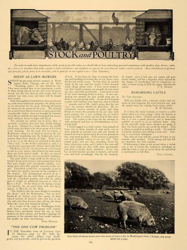 1907 article fred haxton livestock poultry sando cattle - original cl5 for sale