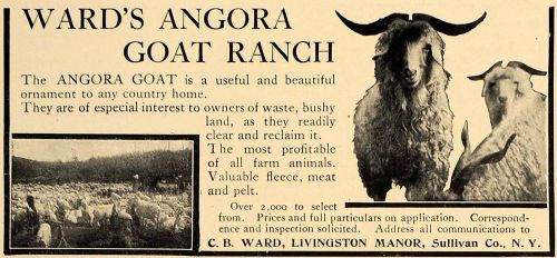 1905 Ad C B Wards Angora Goat Ranch Livingston Manor - ORIGINAL ADVERTISING CL7