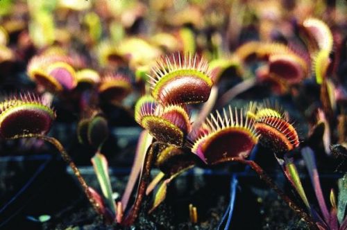 FRESH Rare Dionaea &#034;Black Phantom&#034; (Venus Fly Trap)-(5 seeds) Carnivorous, L@@K!