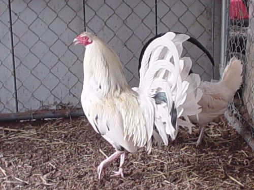 (10+) Assorted Kelso Game Fowl Hatching Eggs