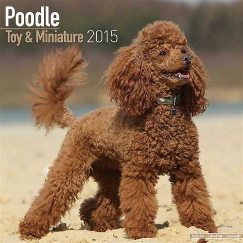 NEW 2015 Toy &amp; Miniature Poodle Wall Calendar by Avonside- Free Priority Shippin