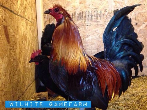 6+ Wingate Brown Red Gamefowl Hatching Eggs