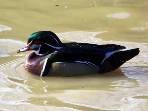 pre sale 4 woodduck  hatching eggs  /  Farm Raised