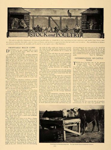 1907 Article David Phelps Poultry McGrew Cattle Pigeons - ORIGINAL CL5