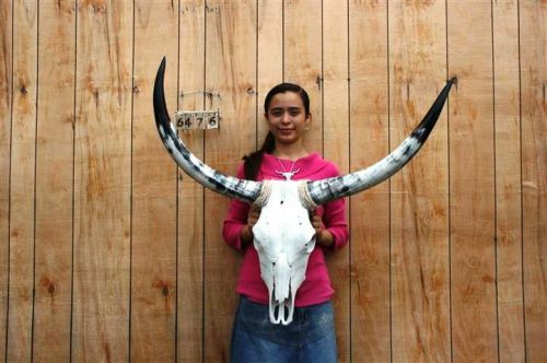 Steer skull and 3 ft 1&#034; in long horns cow longhorns h6476 for sale