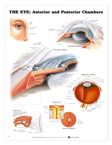 The Eye: Anterior &amp; Posterior Chamber  * Anatomy Poster * Anatomical Chart Comp.