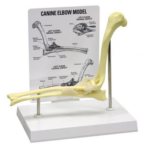 New gpi anatomical veterinary canine dog elbow model 9070 for sale