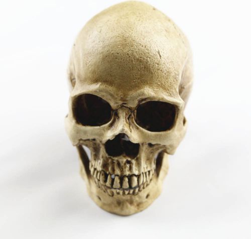 Medical skull    Miniature  Simulation real skull model resin  skull  beige