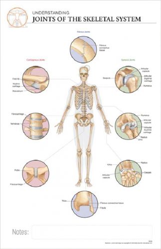 11 x 17 Post-It Anatomical Chart: HUMAN JOINTS