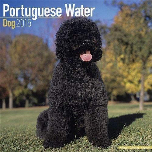 NEW 2015 Portuguese Water Dog Wall Calendar by Avonside- Free Priority Shipping!