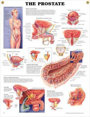 The Prostate Urology * Anatomy Poster * Anatomical Chart Company