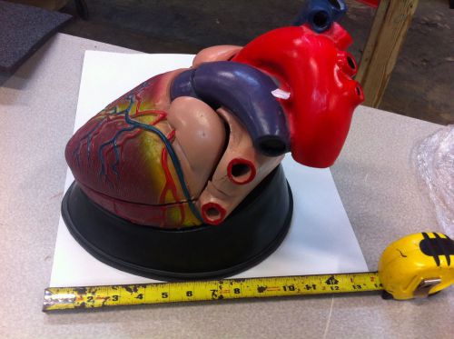 Jumbo Heart Anatomical Model, Cardiac Anatomy