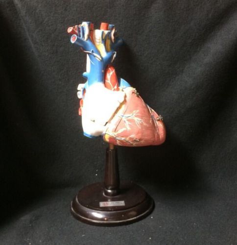 Vintage Clay Adams - Giant Human Heart Anatomical Teaching Model on Base