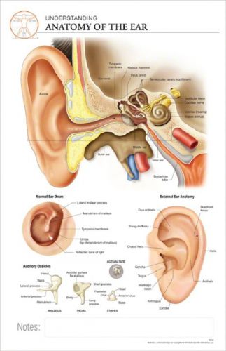 11 x 17 post-it anatomical chart: anatomy of the ear for sale