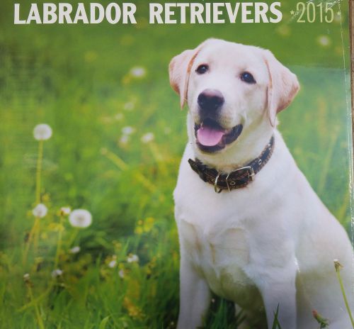 16-Month 2015 LABRADOR RETRIEVERS 12x12 Wall Calendar NEW Dogs Cute Animals