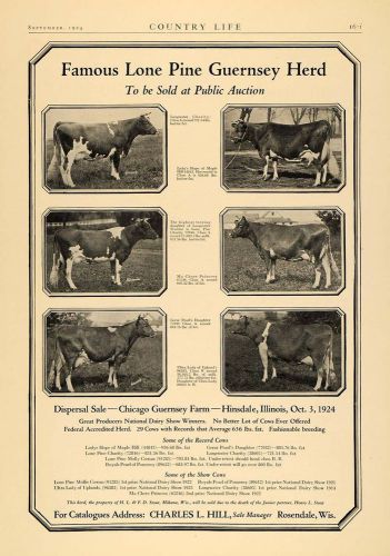 1924 ad chicago guernsey farm lone pine herd auction - original advertising cl6 for sale