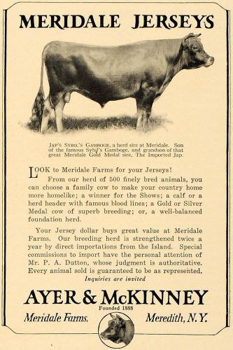 1923 ad meridale farm cow ayer mckinney sybil gamboge - original advertising cl4 for sale