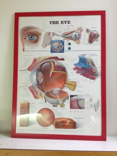 ANATOMY OF THE HUMAN EYE Medical Science Wall Chart Poster With Frame