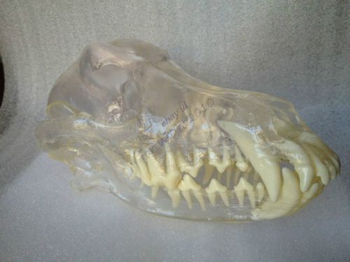 Canine dog Skull transparent clear Anatomy jaw vet Veterinary Model &amp;Teeth tooth