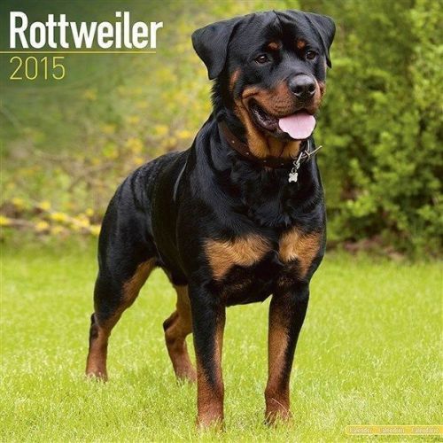 NEW 2015 Rottweiler Wall Calendar by Avonside- Free Priority Shipping!