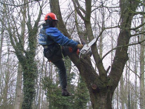 Tree climbing guide,climbing gear,spikes,rope knots,chain saw for sale